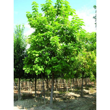 CATALPA bignonioides