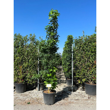 LIQUIDAMBAR styraciflua SLENDER SILHOUETTE En pot de 30-35 litres