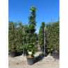 LIQUIDAMBAR styraciflua SLENDER SILHOUETTE En pot de 30-35 litres