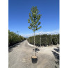 LIQUIDAMBAR styraciflua En pot de 25-30 litres forme tige hauteur du tronc 180-200 cm