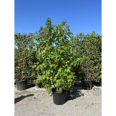 LIQUIDAMBAR styraciflua En pot de 70-90 litres forme cépée