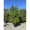 LIQUIDAMBAR styraciflua En pot de 70-90 litres forme cépée