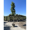 LIQUIDAMBAR styraciflua En pot de 35-50 litres forme tige hauteur du tronc 180-200 cm