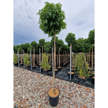 LIQUIDAMBAR styraciflua GUMBALL En pot de 35-50 litres forme tige hauteur du tronc 180-200 cm