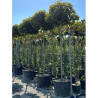 ACER platanoides GLOBOSUM En pot de 35-50 litres forme tige hauteur du tronc 180-200 cm