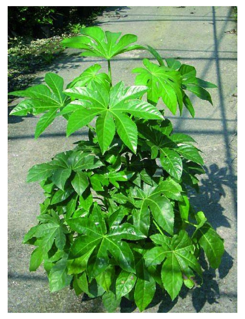 FATSIA japonica ou sieboldii