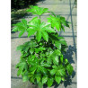 FATSIA japonica ou sieboldii