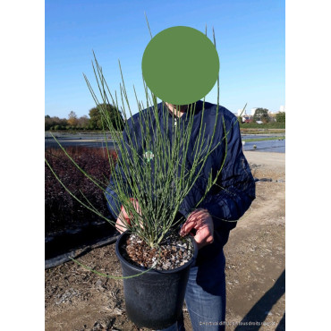 CYTISUS En pot de 4-5 litres