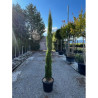 CUPRESSUS sempervirens TOTEM