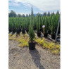 CUPRESSUS sempervirens TOTEM