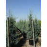 CUPRESSUS arizonica FASTIGIATA En pot de 35-50 litres