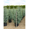 CUPRESSUS arizonica FASTIGIATA En pot de 25-30 litres