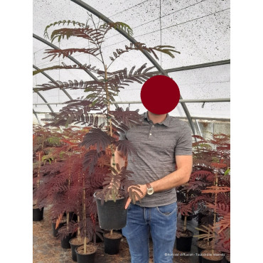 ALBIZIA julibrissin SUMMER CHOCOLATE En pot de 4-5 litres