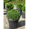 CRYPTOMERIA japonica VILMORINIANA En pot de 25-30 litres