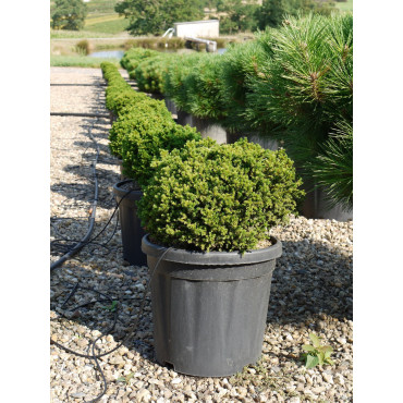 CRYPTOMERIA japonica VILMORINIANA En pot de 15-20 litres