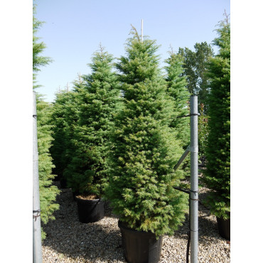 CRYPTOMERIA japonica ELEGANS En pot de 35-50 litres