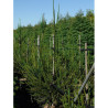 CRYPTOMERIA japonica ARAUCARIOIDES En pot de 35-50 litres