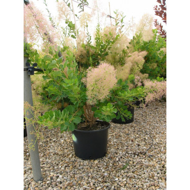 COTINUS coggygria YOUNG LADY En pot de 15-20 litres