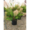 COTINUS coggygria YOUNG LADY En pot de 15-20 litres