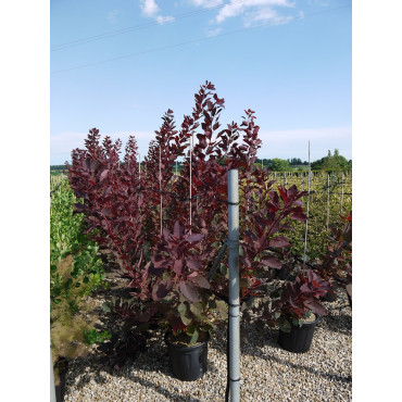 COTINUS coggygria GRACE En pot de 15-20 litres