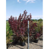 COTINUS coggygria GRACE En pot de 15-20 litres