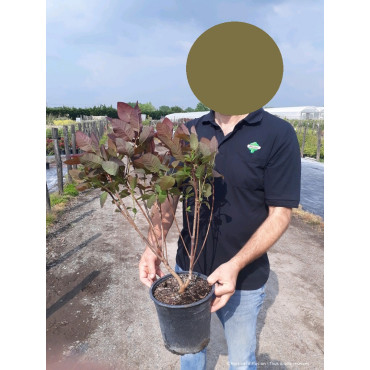 COTINUS coggygria GRACE En pot de 4-5 litres