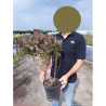 COTINUS coggygria GRACE En pot de 4-5 litres