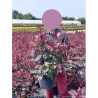 COTINUS coggygria GRACE En pot de 10-12 litres