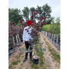 CERCIS canadensis RED FORCE En pot de 15-20 litres forme baliveau