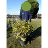 ELAEAGNUS ebbingei Gilt hedge En pot de 10-12 litres