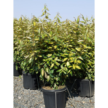 ELAEAGNUS ebbingei LIMELIGHT En pot de 15-20 litres