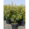 ELAEAGNUS ebbingei LIMELIGHT En pot de 15-20 litres