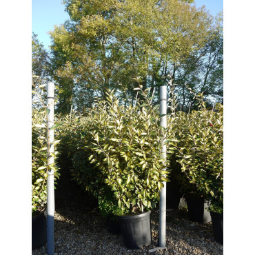 ELAEAGNUS ebbingei LIMELIGHT En pot de 25-30 litres