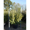 ELAEAGNUS ebbingei LIMELIGHT En pot de 35-50 litres