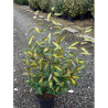 ELAEAGNUS ebbingei LIMELIGHT En pot de 7-10 litres