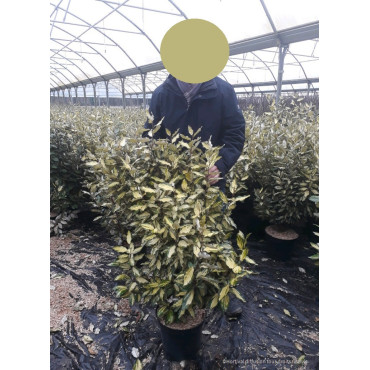 ELAEAGNUS ebbingei MARYLINE  En pot de 10-12 litres forme buisson