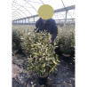 ELAEAGNUS ebbingei MARYLINE  En pot de 10-12 litres forme buisson