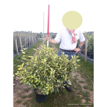 ELAEAGNUS ebbingei MARYLINE  En pot de 15-20 litres forme buisson