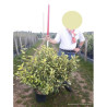 ELAEAGNUS ebbingei MARYLINE  En pot de 15-20 litres forme buisson