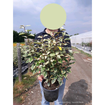 ELAEAGNUS ebbingei VIVELEG En pot 4-5 litres