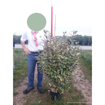 ELAEAGNUS ebbingei VIVELEG En pot 10-12 litres