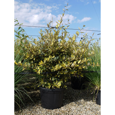 ELAEAGNUS pungens MACULATA AUREA Enj pot de 35-50 litres