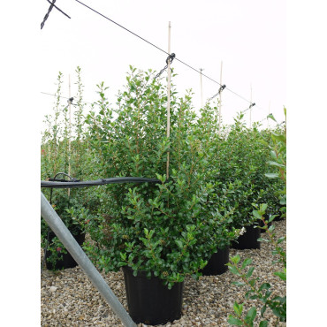 ESCALLONIA IVEYI En pot 25-30 litres