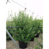 ESCALLONIA IVEYI En pot 25-30 litres