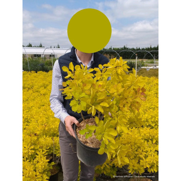 COTINUS coggygria GOLDEN LADY En pot de 10-12 litres