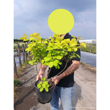 COTINUS coggygria GOLDEN LADY En pot de 4-5 litres