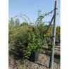 COTONEASTER lacteus En pot de 25-30 litres