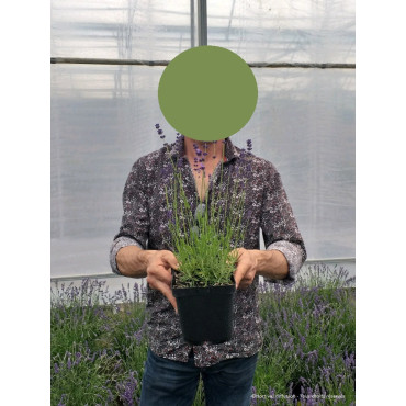 LAVANDULA angustifolia HIDCOTE En pot de 2-3 litres