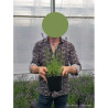 LAVANDULA angustifolia HIDCOTE En pot de 2-3 litres