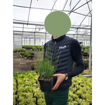 LAVANDULA HEAVENLY BLUE En pot de 2-3 litres